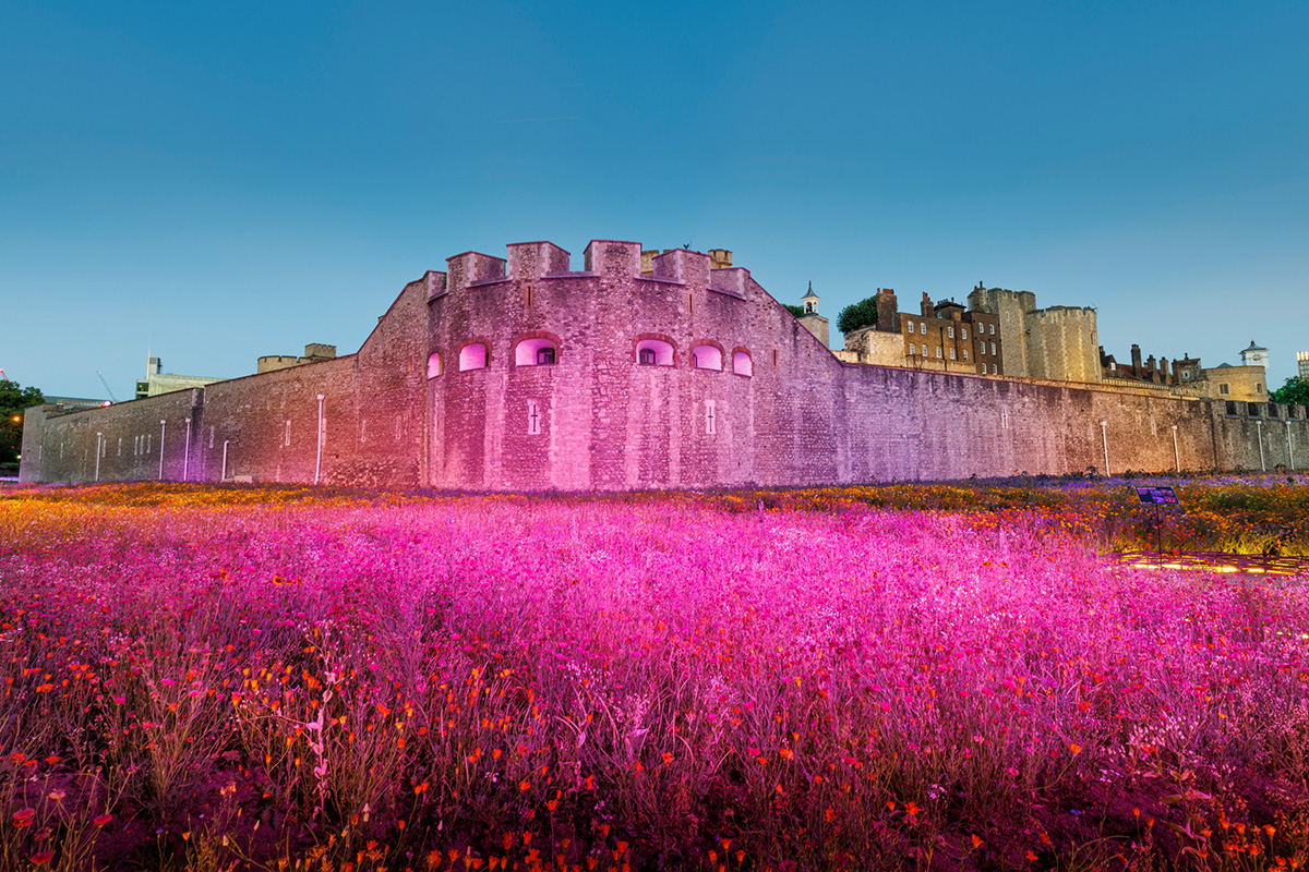 Superbloom London